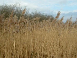 Norfolk Reeds