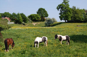 Horses at Old Catton